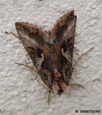 Autographa gamma